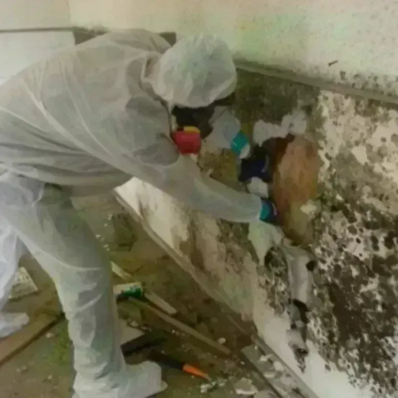 Mold Remediation and Removal in Nice, CA